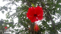 Hibiscus rosa-sinensis
