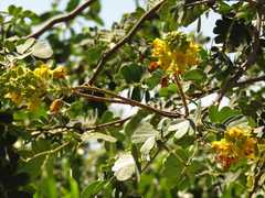 Libidibia ferrea ferrea