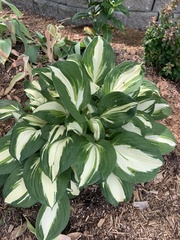 Hosta