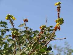 Libidibia ferrea ferrea