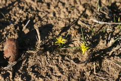 Pauridia trifurcillata