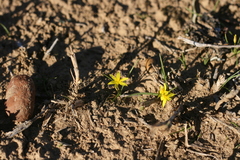 Pauridia trifurcillata