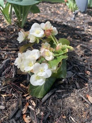 Begonia