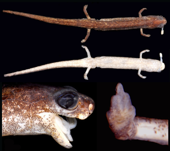 Tomam Moss Salamander