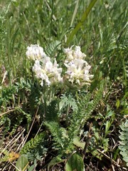 Oxytropis candicans