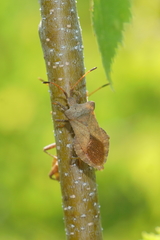 Coreus marginatus