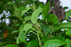 Cynanchum lanhsuense