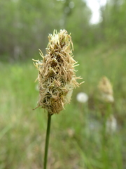Divisae