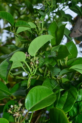 Cynanchum lanhsuense