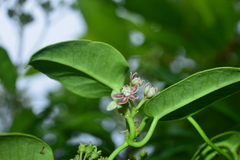 Cynanchum lanhsuense