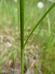 Divisae
