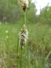 Divisae