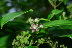 Cynanchum lanhsuense