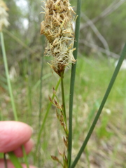 Divisae