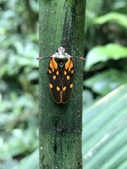 Mahanarva costaricensis