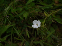 Rhamphicarpa longiflora