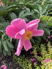 Paeonia