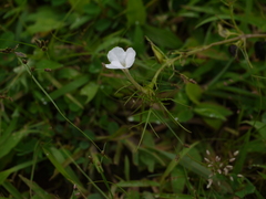 Rhamphicarpa longiflora