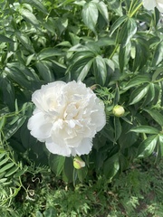 Paeonia