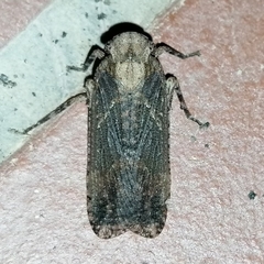 Poiocerinae