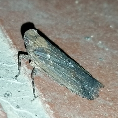 Poiocerinae