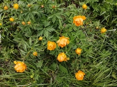 Trollius asiaticus