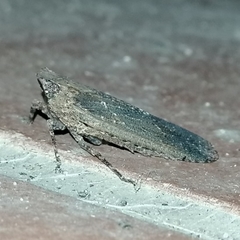 Poiocerinae