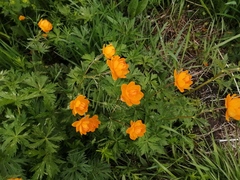 Trollius asiaticus