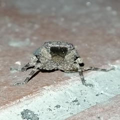 Poiocerinae