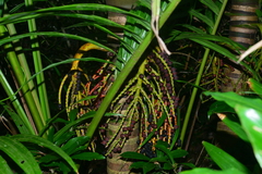 Pinanga tashiroi