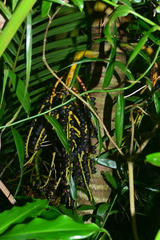 Pinanga tashiroi