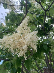 Syringa