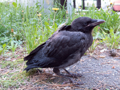 Corvus corone