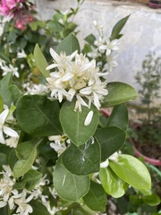 Rutaceae