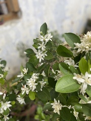 Rutaceae