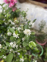 Rutaceae
