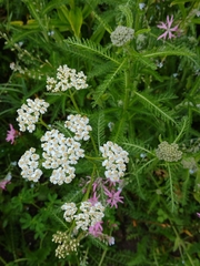 Achillea millefolium