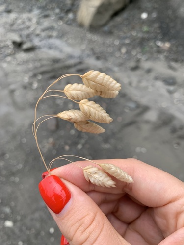 Bromus briziformis iNat (1)