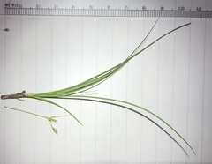 Carex tonsa