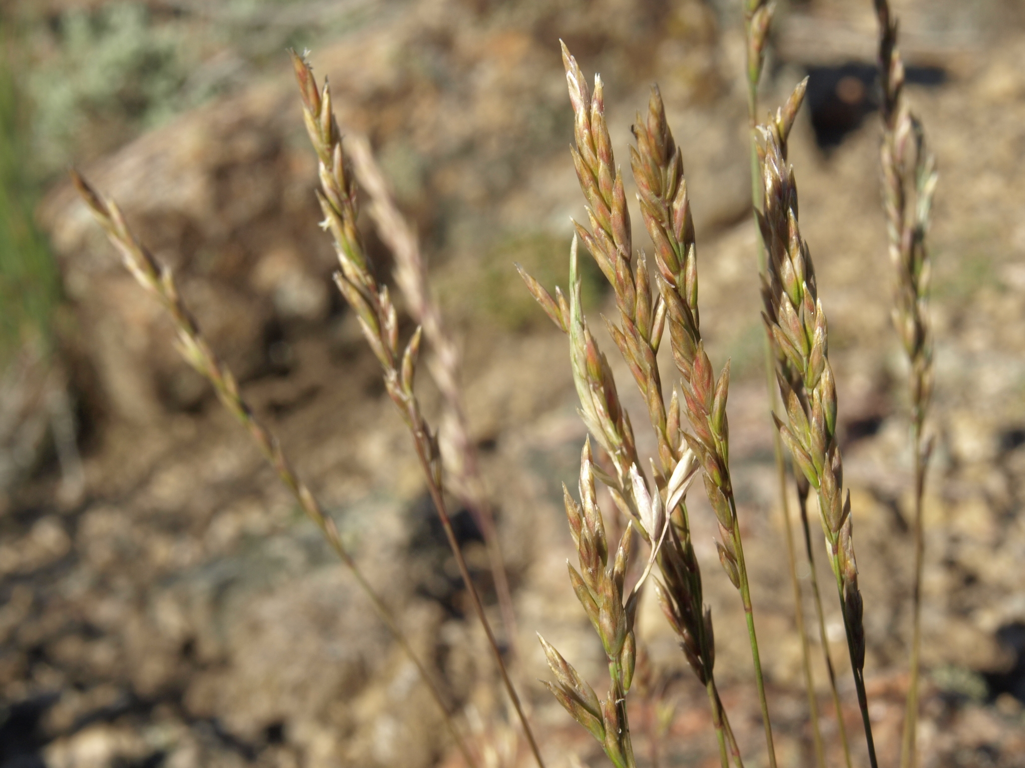 Poa secunda ssp. secunda