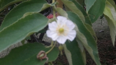 Muntingia calabura