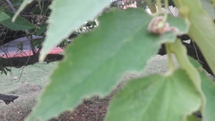 Muntingia calabura