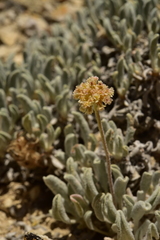Eriogonum kingii