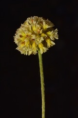 Eriogonum kingii