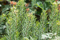 Daphne gnidium