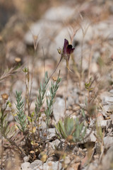 Linaria tristis