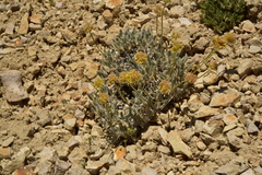 Eriogonum kingii