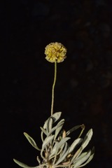 Eriogonum kingii