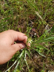 Lysimachia lanceolata