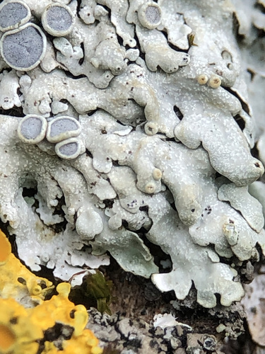 Plikoji žiauberė nuotrauka